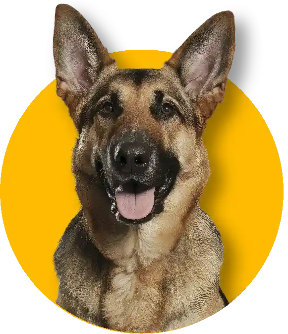 Preguntas frecuentes sobre snacks naturales para perros y gatos – Alita de Pollo