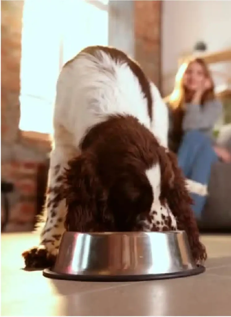 Snacks naturales para mascotas